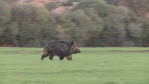 U Cignale, the boar of Corsica