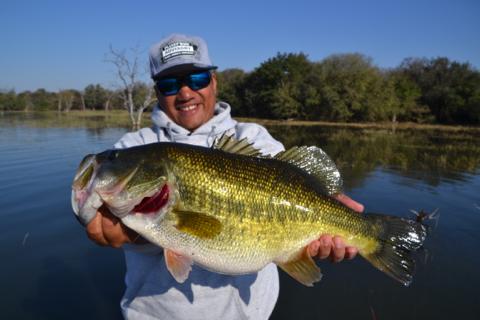 largest bass in the world