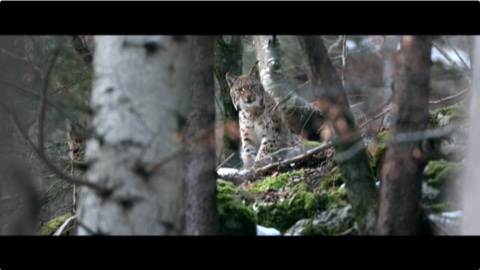ON THE TRAIL OF THE LYNX