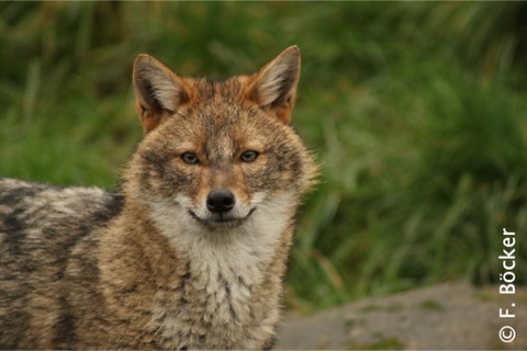 The Golden Jackal: A New Predator in the Wild The Golden Jackal: A New Predator in the Wild