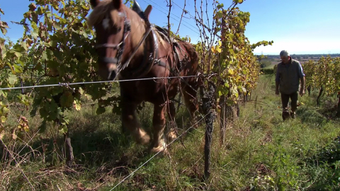 Vignes en biodynamie
