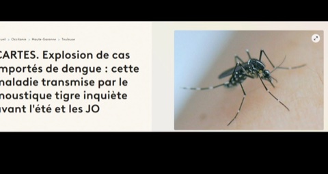 Tiger Mosquitoes: The War Is On