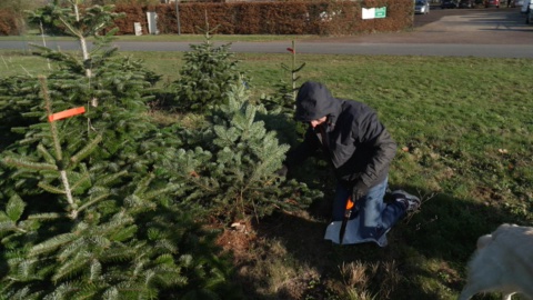 Sapins naturels, Artificiels, XXL : Quel sapin choisir pour Noël ?
