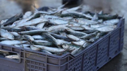 Sardines: A Future Luxury Product?
